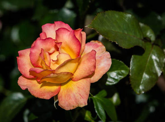 130601_7386